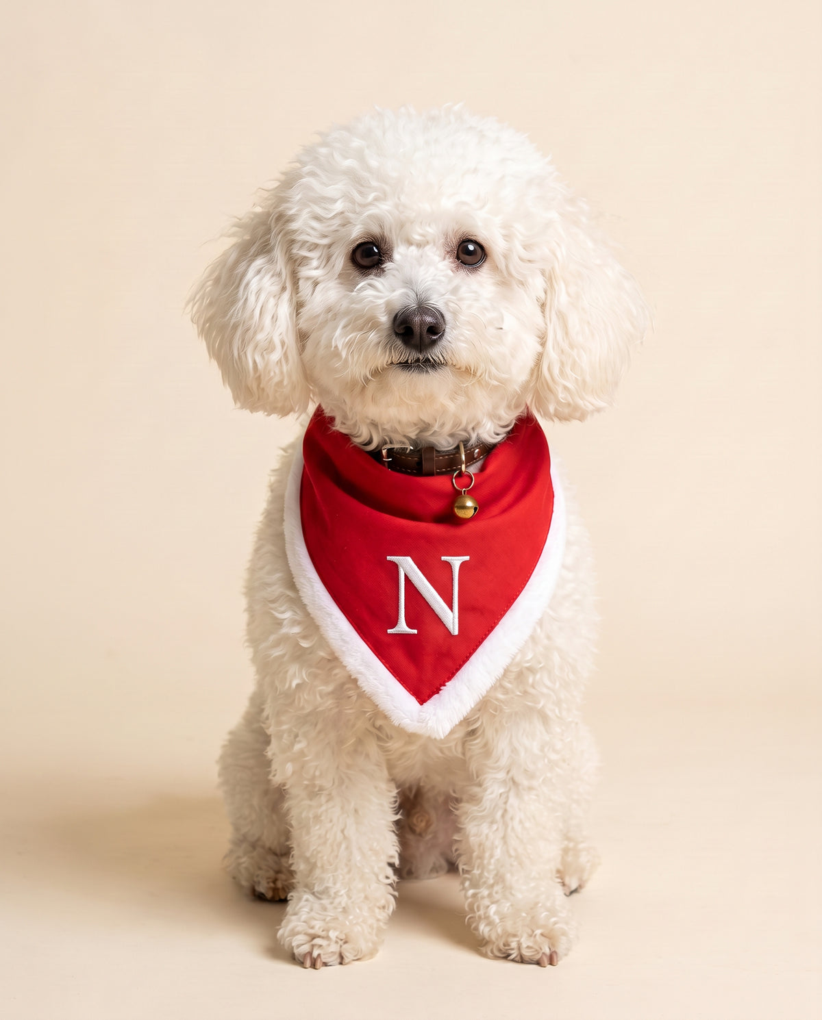 Ben con la bandana di Natale rossa e l'iniziale N ricamata in bianco
