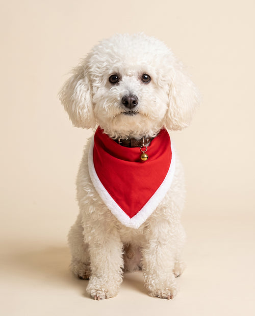 Ben con la bandana di Natale rossa da personalizzare con nome o iniziali