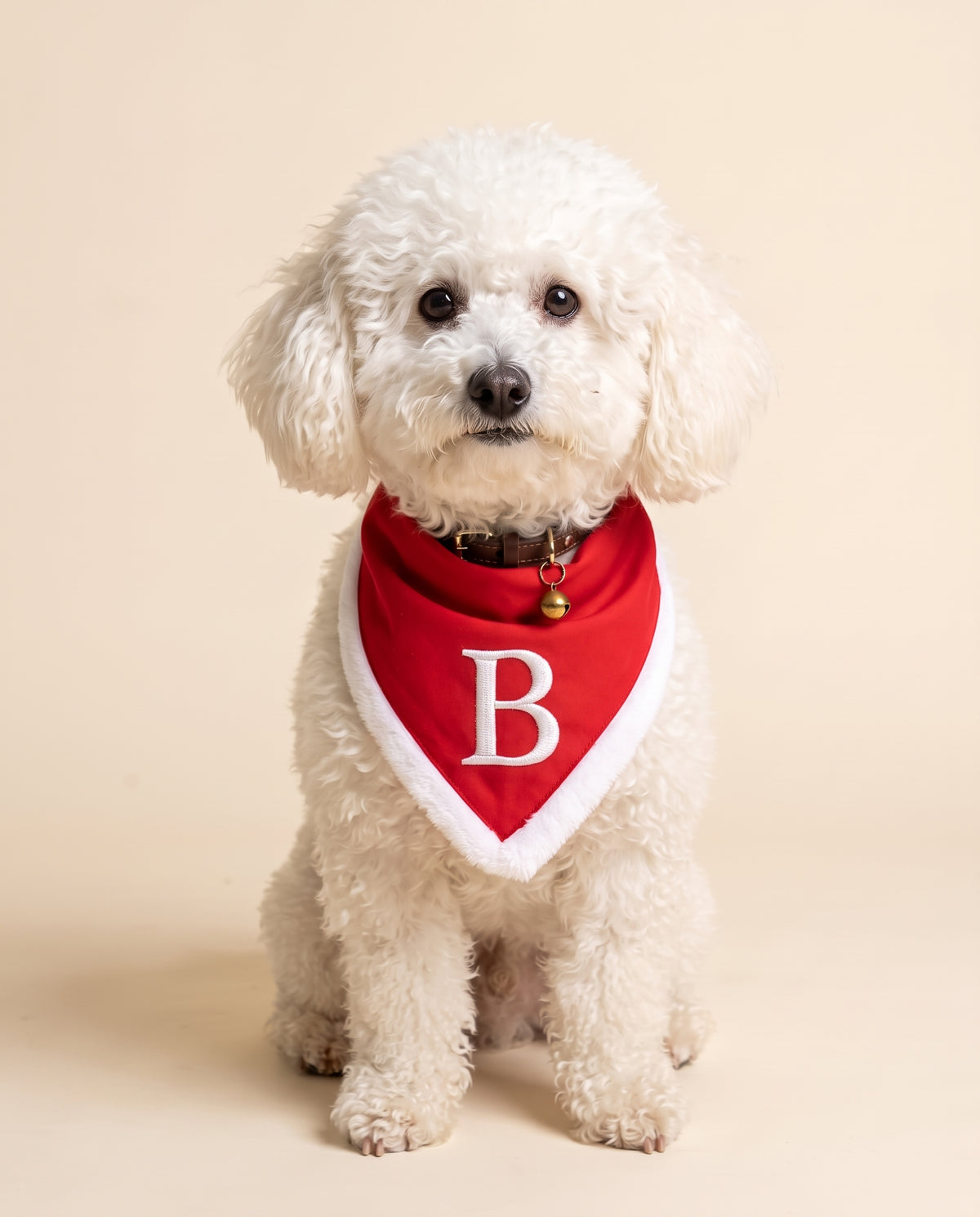Ben con la bandana di Natale rossa e l'iniziale B ricamata in bianco