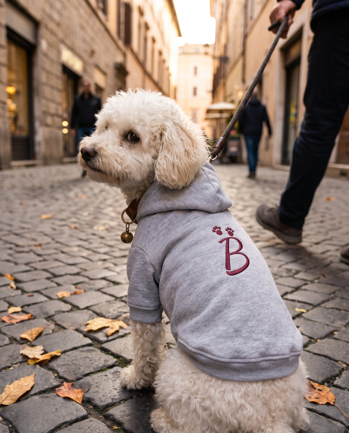 Barboncino bianco con felpa per cane grigia con iniziale B e zampine ricamate in borgogna, in una via del centro storico