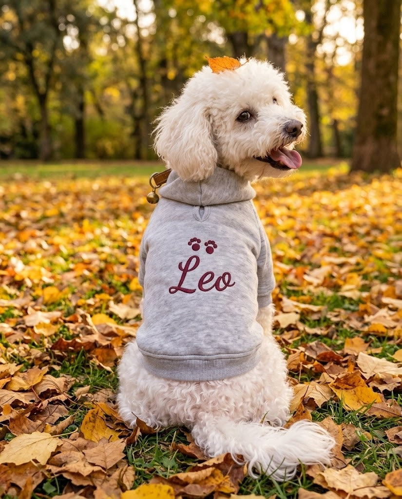 Barboncino bianco con felpa per cane grigia con nome Leo e zampine ricamate in borgogna, seduto sulle foglie in un parco in autunno