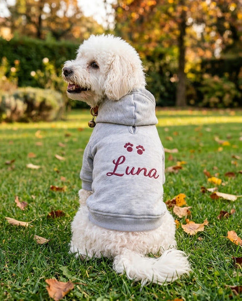 Barboncino bianco con felpa per cane grigia con nome Luna e zampine ricamate in borgogna, seduto in giardino