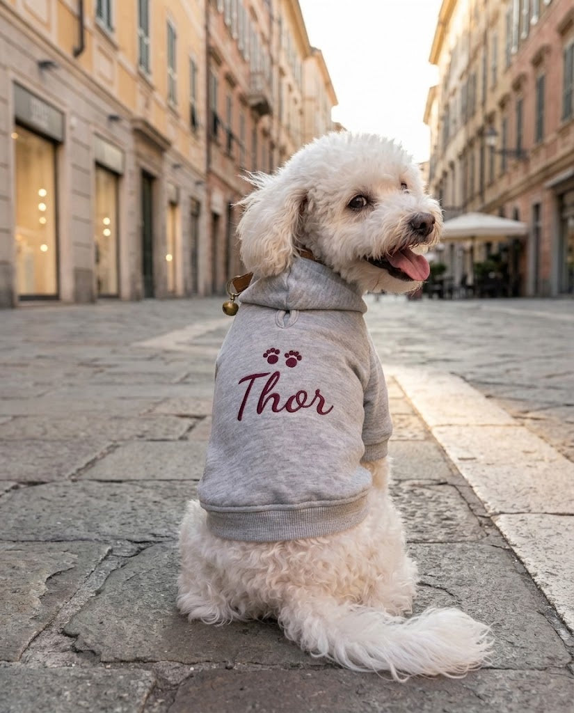 Barboncino bianco con felpa per cane grigia con nome Thor e zampine ricamate in borgogna, seduto su una strada di città